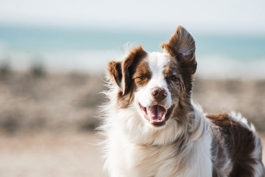 CalmNest Dog Pheromone Diffuser